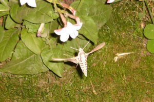 agroturystyka-dwie-podkowy-10-300x199 agroturystyka-dwie-podkowy-10